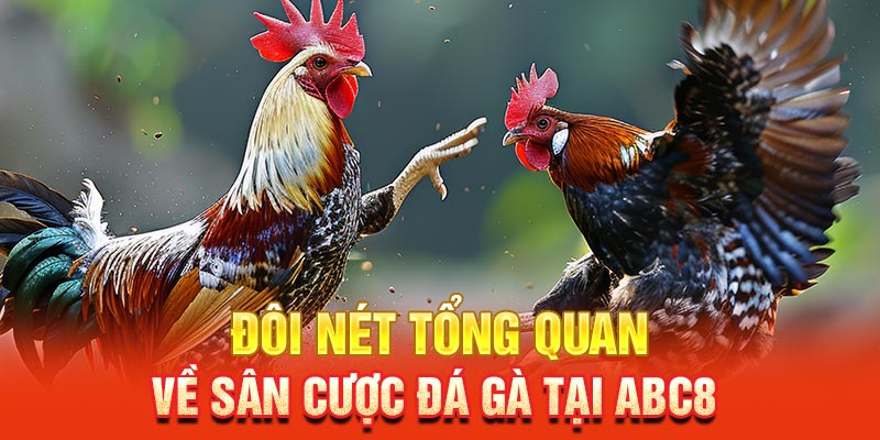 Đôi nét tổng quan về sân cược đá gà tại ABC8